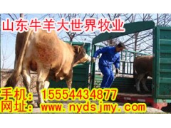 山東牛羊大世界牧業(yè)供應(yīng)波爾山羊、小尾寒羊