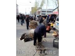 狐貍+狐貍皮