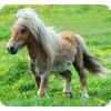 寵物馬 寵物馬價格 迷你寵物馬 養(yǎng)殖 養(yǎng)殖技術(shù)