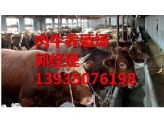 忻州肉牛/太原肉牛/大同肉牛/長治肉牛/晉城肉牛/朔州肉牛