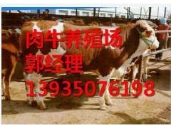 呂梁肉牛/晉中肉牛/臨汾肉牛/運城肉牛/忻州肉牛場