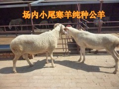供山羊綿羊肉牛肉驢羊苗純種小尾寒羊波爾山羊大量供應(yīng)