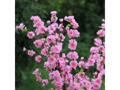 工廠批發(fā) 仿真桃花 榆次市 可發(fā)貨