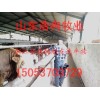 小牛苗小公牛小母牛小毛驢小奶山羊黑山羊青山羊