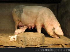 【三元豬】供應(yīng)土豬 家豬 三元豬 生豬