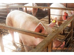 【杜洛克豬】臨港經(jīng)濟(jì)開(kāi)發(fā)區(qū)養(yǎng)殖基地、供應(yīng) 杜洛克豬