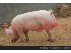 【長白豬】山東鼎泰牧業(yè)供應大白豬（大約克豬）價格優(yōu)惠