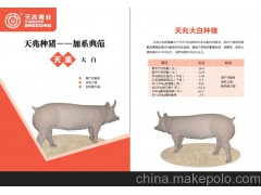 【大約豬】供應(yīng)大白豬，大白種豬，大約克夏豬