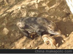【野豬】有野種豬、商品野豬供應(yīng)