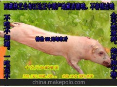 【香豬】吃蟲草喝泉水的純種藏香豬