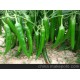 【辣椒】廠家直銷 大量供應(yīng)無公害新鮮小青椒