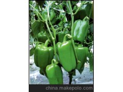 【辣椒】壽光青椒 大量無公害新鮮青椒 青椒