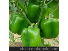 【辣椒】供應(yīng)純天然綠色青椒