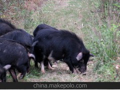 【香豬】雲(yún)茂法原生態(tài)藏香豬;貴州香豬;綠色香豬肉;種豬5+1優(yōu)惠價9000元