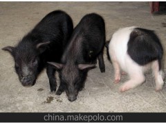 【香豬】貴州高原香豬、雲(yún)茂法藏香豬；種豬；仔豬；豬苗；香豬肉；禮盒