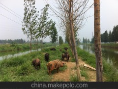 【杜洛克豬】特價高質(zhì)量黑豬）萊蕪黑豬及杜洛克豬