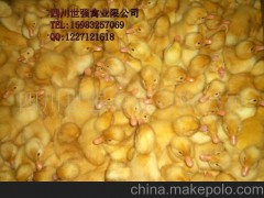 供應(yīng)麻鴨，花邊鴨