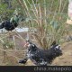 供應武夷特產(chǎn)--福建貴妃雞, 八閩第一雞