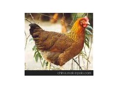 溫氏清遠(yuǎn)雞 宮廷皇清遠(yuǎn)雞