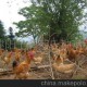 八閩生態(tài)土雞--褔州土雞, 榕城第一雞