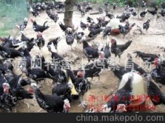 供應(yīng)貴妃雞苗湖南貴妃雞種苗大貴妃雞