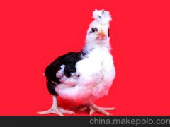 大量供應貴妃雞 ,肉質鮮美可口