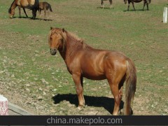 純種草原蒙古馬 蒙古馬價格 蒙古馬養(yǎng)殖技術(shù) 伊犁馬 汗血馬