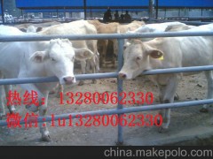 供應(yīng)雜交肉驢良種 三粉種驢苗