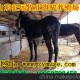 河北近期肉驢市場(chǎng)價(jià)格走勢(shì)