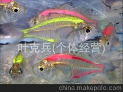 專業(yè)特價批發(fā)觀賞魚 供應(yīng)觀賞魚玻璃魚