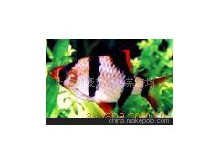 上海錦豪觀賞魚養(yǎng)殖場大量批發(fā)虎皮魚、虎皮魚苗