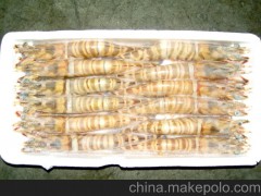 臺灣海峽 野生態(tài)斑節(jié)蝦