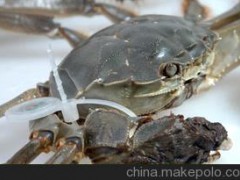 自產(chǎn)自銷 陽澄湖大閘蟹 肉質(zhì)膏膩 口感鮮美 淡水蟹