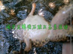 石蛙種蛙 棘胸蛙 野生放養(yǎng) 浙江溫州瑞安特種水產(chǎn) 石鱗石凍