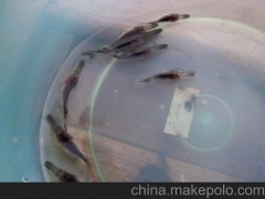 湖北荊州市江河新村水產(chǎn)養(yǎng)殖專業(yè)合作社 鴨嘴鱘魚 及鴨嘴鱘魚苗