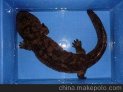 優(yōu)質二代娃娃魚銷售 專供高檔酒店專營店