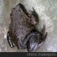 石蛙 含有多種氨基酸