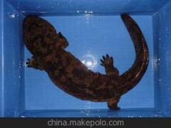 優(yōu)質二代娃娃魚銷售 餐飲，送禮必備