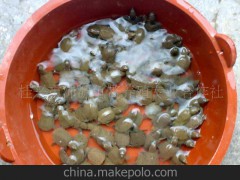 龜鱉類 大量供應(yīng)生態(tài)甲魚(yú) 黃沙鱉鱉苗（免費(fèi)提供大客戶養(yǎng)殖技術(shù)）