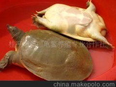 龜鱉類 特色甲魚(yú) 供應(yīng)重量1千克以上生態(tài)成品黃沙鱉