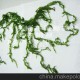 專供出口海發(fā)菜 龍須菜批發(fā) 野生海菜 藻類 大量供貨