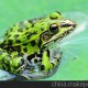 其他特種養(yǎng)殖動物、供應--青蛙種、小青蛙 黑斑蛙 、收購青蛙
