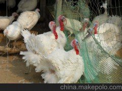 特種養(yǎng)殖-山東濰坊火雞苗 火雞：商品雞 壽光種苗 火雞養(yǎng)殖