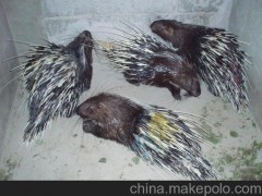 特種養(yǎng)殖動物豪豬種苗出售，抗病力強，提供養(yǎng)殖技術