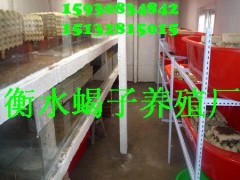 1選擇衡水昆蟲養(yǎng)殖推廣中心蝎子