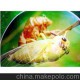 食用昆蟲金蟬養(yǎng)殖