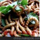 收購黃粉蟲 面包蟲 昆蟲養(yǎng)殖合作社 廠家直銷