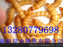 青州昆蟲養(yǎng)殖基地 黃粉蟲養(yǎng)殖 黃粉蟲培育 裕麩昆蟲