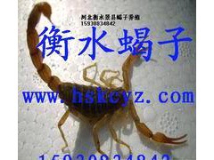 1衡水昆蟲養(yǎng)殖推廣中心大量回收蝎