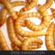 大量供應優(yōu)質(zhì)黃粉蟲種蟲，黃粉蟲干品凍干品寵物罐頭